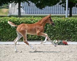 stallion Bonds in Gold (German Sport Horse, 2022, from Bonds)