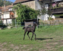horse Mary (Oldenburg, 2024, from Maracana)