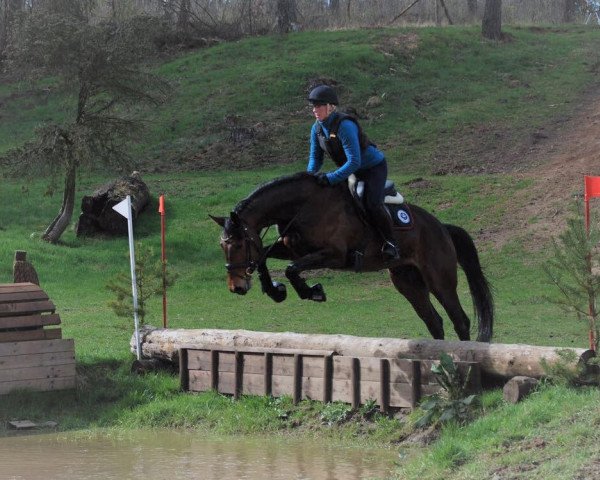 jumper Ready to go W (Westphalian, 2012, from Rock Forever NRW)