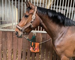 broodmare Nelly Pu (Westphalian, 2018, from Nubalou W.Z.)