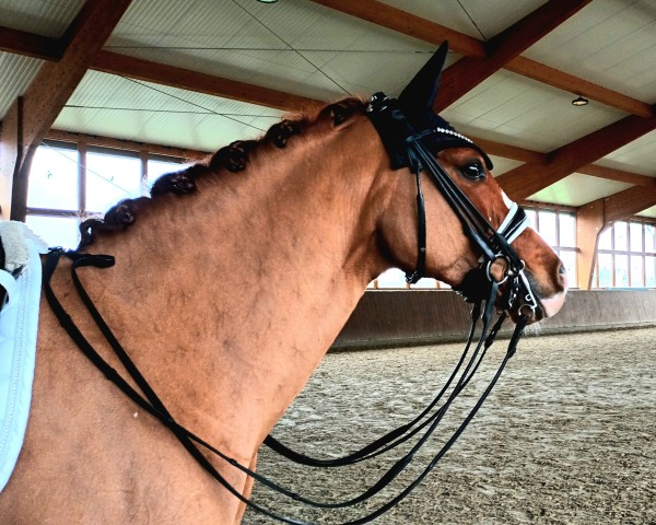 dressage horse Captain Connor 3 (German Riding Pony, 2016, from Ceylon E WE)