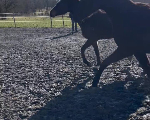 Video of Miss Moneypenny