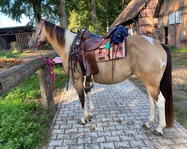 Pferd Cee Bee Jackie (Paint Horse, 2015)