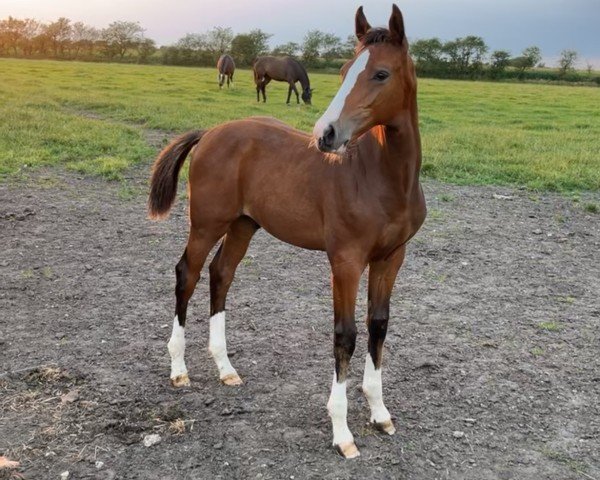 horse Kensington ASP (Holsteiner, 2024, from Keaton HV)