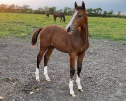 Pferd Kensington ASP (Holsteiner, 2024, von Keaton HV)