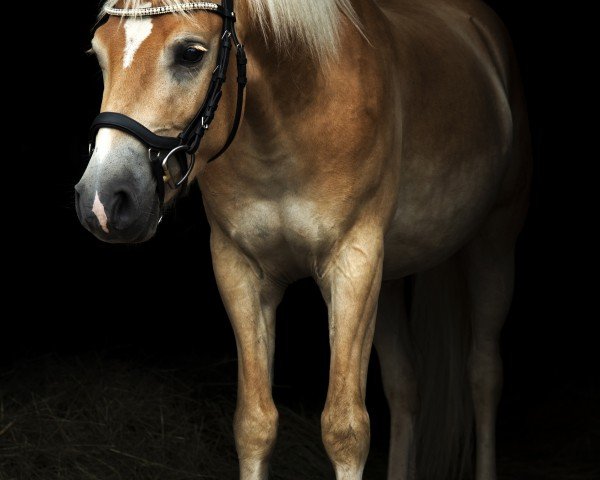 Pferd Nerubio (Edelbluthaflinger, 2021, von Neymar (9,375% ox))
