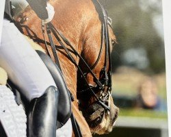 dressage horse Quiete Imperial (Oldenburg, 2017, from Quotenkoenig 2)