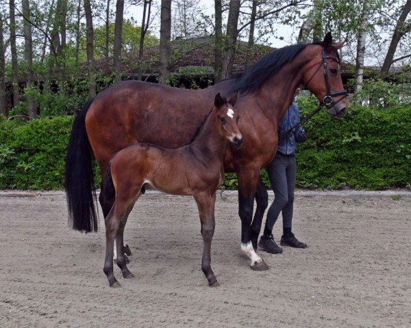 horse Hengst von So Perfect / Fidertanz (Hanoverian, 2021, from So Perfect)