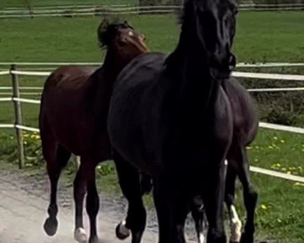 Video of Miss Moneypenny