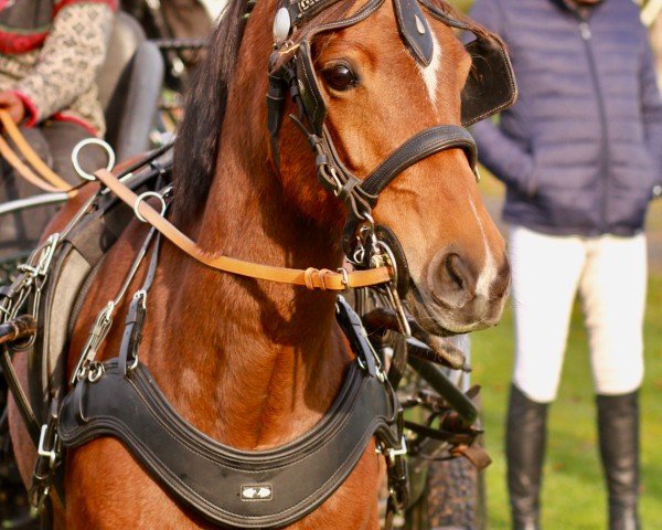 horse Stute von Nobel Nagano / Chantre B (German Riding Pony, 2015, from Nobel Nagano NRW)