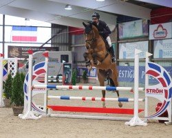 Springpferd Notaire de Piraumont (Belgium Sporthorse, 2019, von Understone van de Kapel)