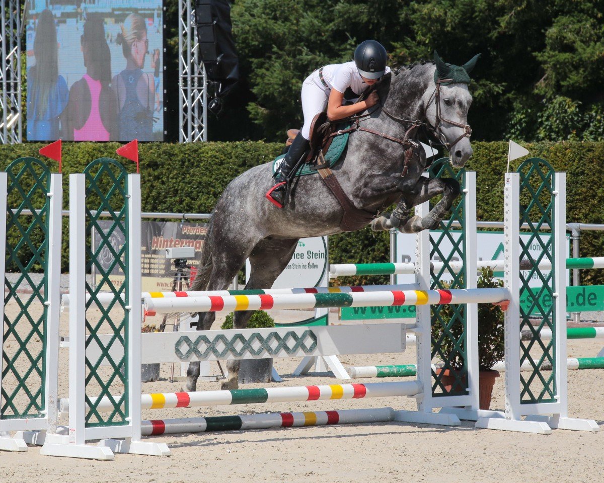 jumper Carlita H (German Sport Horse, 2015, from Cliff H)