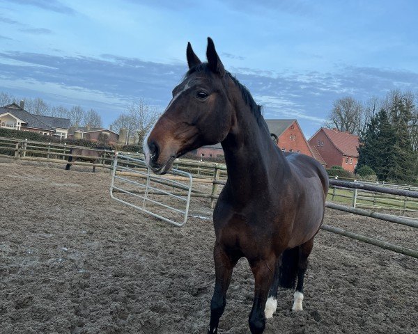 horse Rascalina hit (Hanoverian, 2011, from Rascalino)