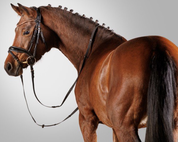 horse Dance my dream C (German Riding Pony, 2021, from Dance For Me)