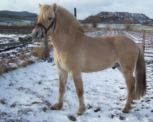horse Havi (Fjord Horse, 2022, from Immortel d'Ober)