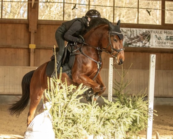 horse Luzifee (German Riding Pony, 2020, from Cosmo Callidus NRW)