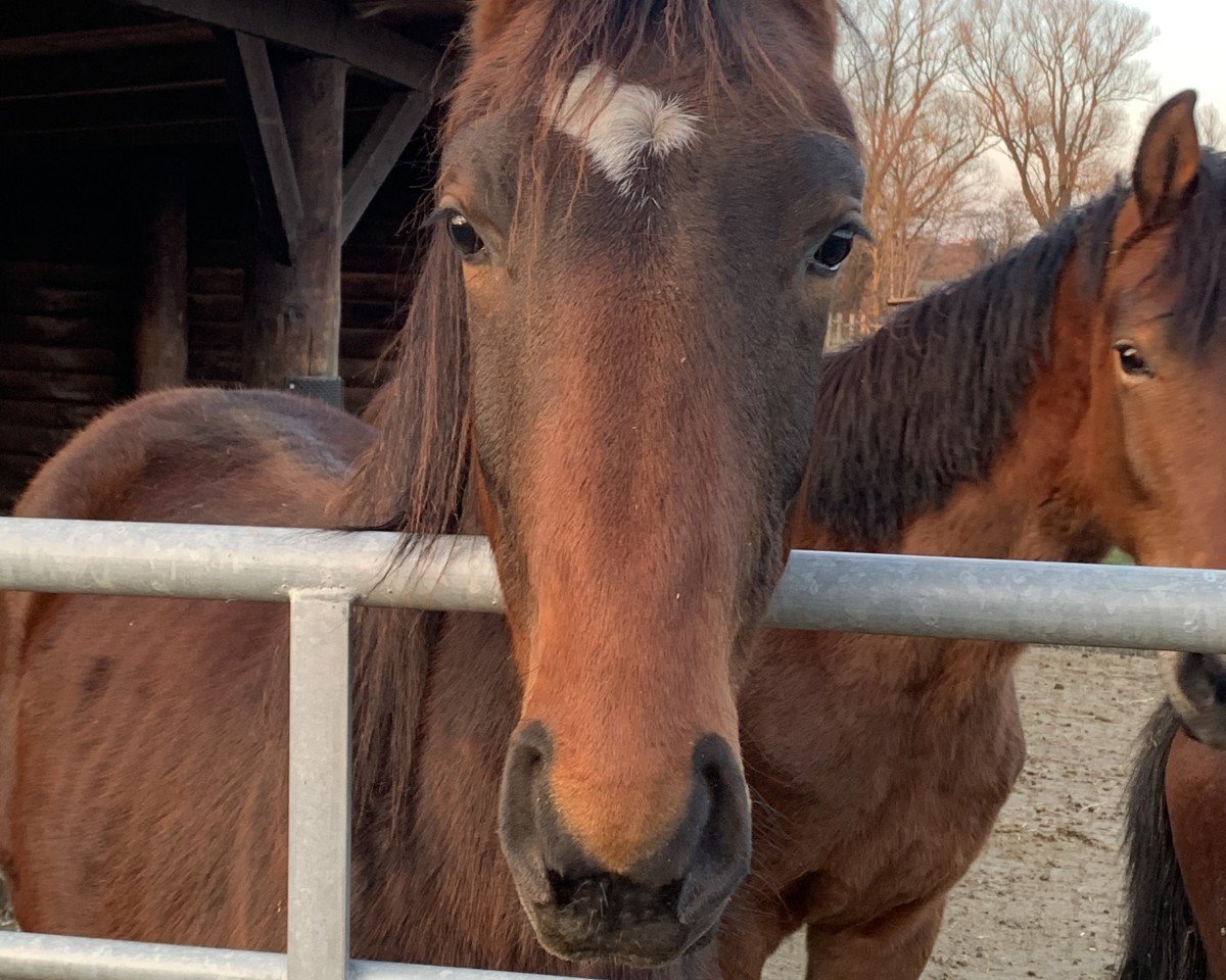 Pferd Zauberbärchen (Westfale, 2023, von Zauberlehrling PS OLD)