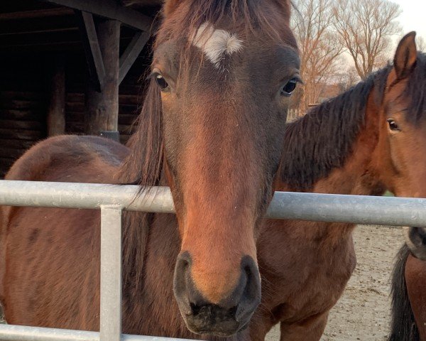 horse Zauberbärchen (Westphalian, 2023, from Zauberlehrling PS OLD)