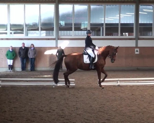 Reitturnier Gut Hohenkamp 2013