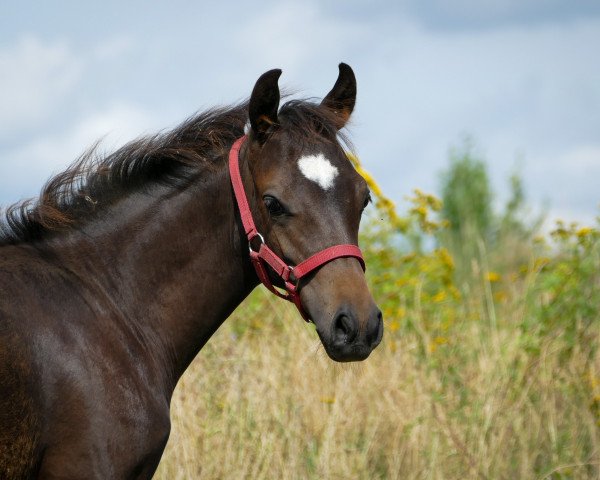 horse Top Budjonny SO (German Riding Pony, 2021, from Top Boy of Love)