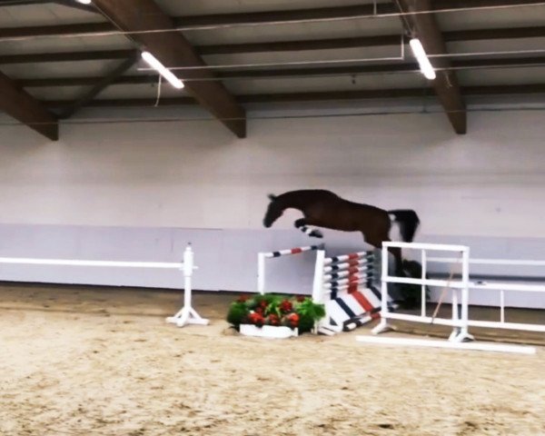 jumper Udarcross (Oldenburg show jumper, 2015, from Udarco van Overis)