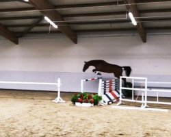 jumper Udarcross (Oldenburg show jumper, 2015, from Udarco van Overis)