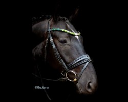 Dressurpferd Benitano AB (Westfale, 2019, von Blue Hors Baron)