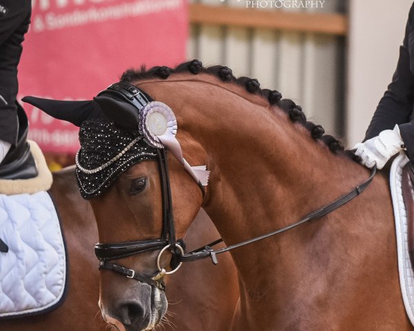 dressage horse Sol de Mar 3 (Westphalian, 2017, from Sir Heinrich OLD)