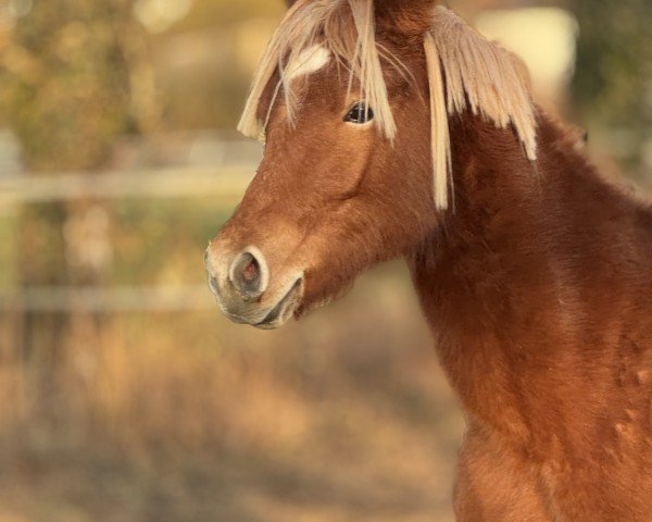 horse Südpfalz Henrietta (German Riding Pony, 2023, from HET Golden Dream)