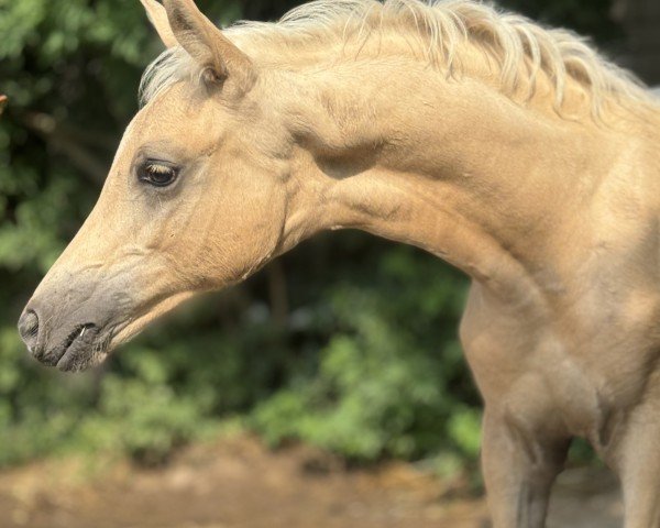 stallion Südpfalz Great Choice (German Riding Pony, 2024, from HET Golden Dream)