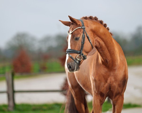stallion Beckham Gold RS (German Sport Horse, 2019, from Callaho's Benicio)