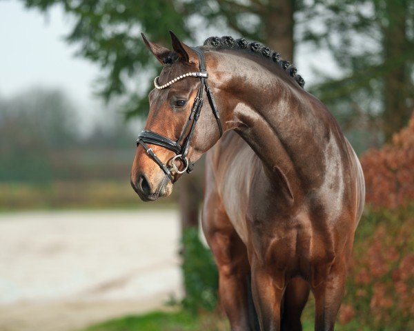 stallion Strong Oak (Oldenburg, 2021, from So Perfect)