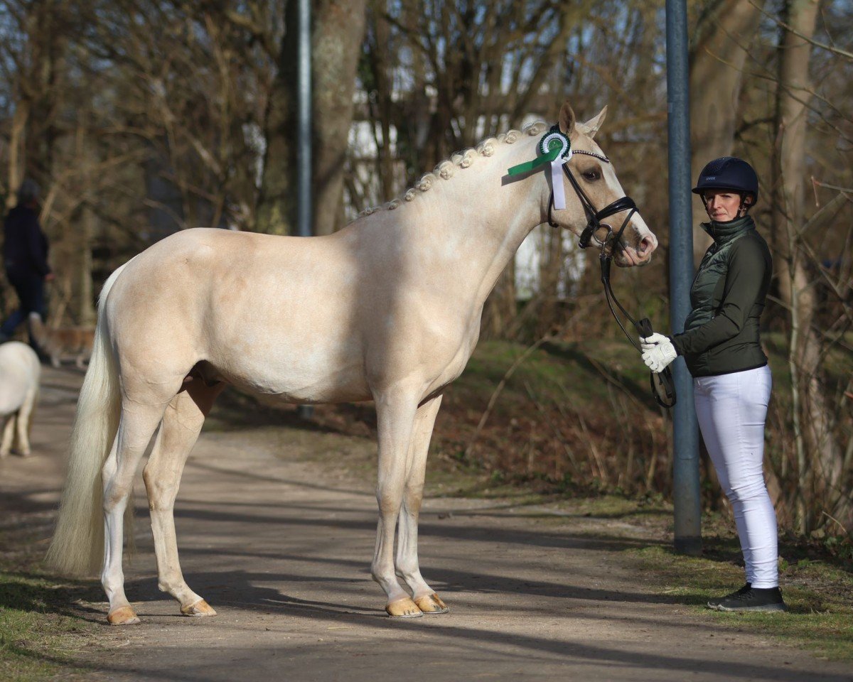Deckhengst Neumond (Deutsches Reitpony, 2022, von Neverland WE)