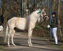 stallion Neumond (German Riding Pony, 2022, from Neverland WE)