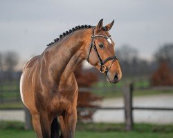 stallion Con Touch RS (Oldenburg, 2020, from Conthargos)