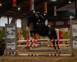 jumper Sandmann 77 (German Riding Pony, 2011, from Silberberg Wildfang)