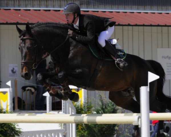 Deckhengst Pivarot van de Kapel (Belgisches Warmblut, 1999, von Happy Wind D'Hof Ten Bos) Deckhengst Pivarot van de Kapel (Belgisches Warmblut, 1999, von Happy Wind D'Hof Ten Bos)
