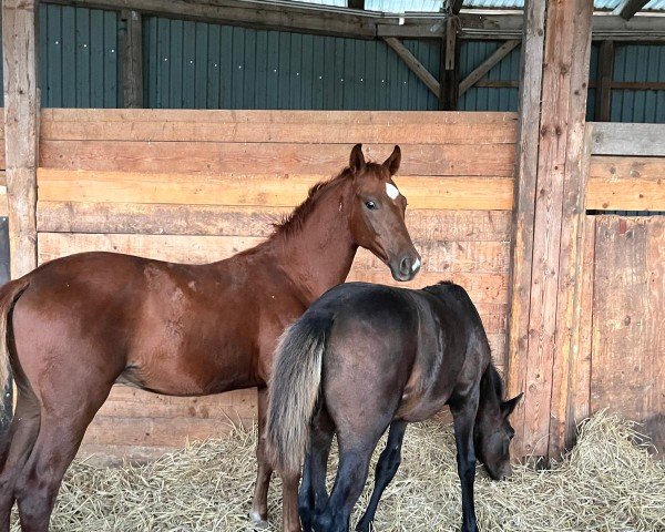 horse Vitass (Oldenburg, 2024, from Vitalos FRH)