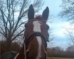 jumper Perfect Match N (Oldenburg show jumper, 2016, from Baloucetto)