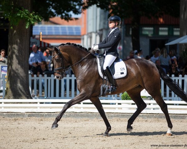 dressage horse Feingefuehl FRH (Hanoverian, 2015, from Fürstenball)
