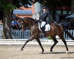 dressage horse Feingefuehl FRH (Hanoverian, 2015, from Fürstenball)