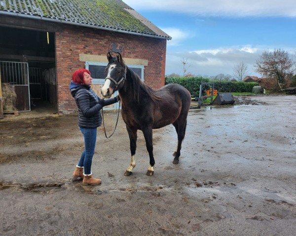 horse Connor MacLeod (German Riding Pony, 2023, from Cosmopolitan NRW)