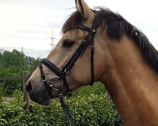 horse Mister Musty (Connemara Pony, 2014)