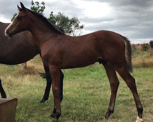 horse One Way HS (German Sport Horse, 2021, from Ogano)