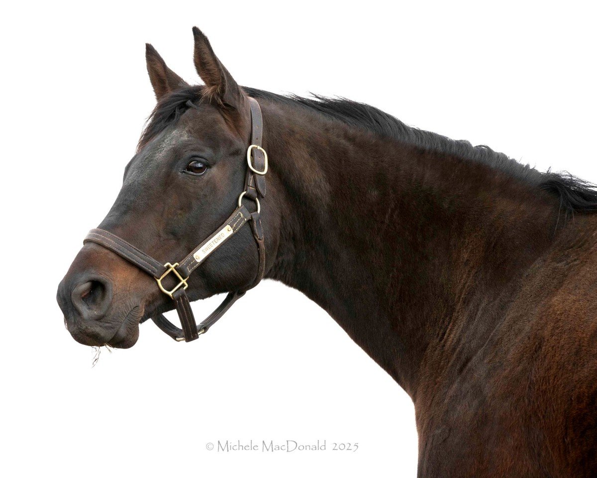 broodmare Sweetened xx (Thoroughbred, 2019, from Candy Ride xx)