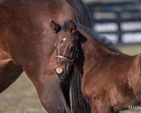 foal by Stute von McKinzie xx (Thoroughbred, 2025, from Mckinzie xx)