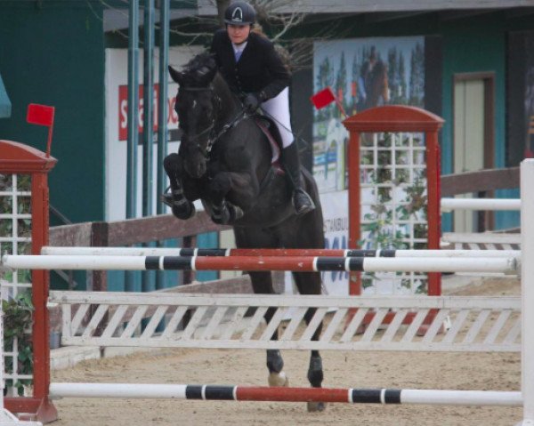 horse Avignon (KWPN (Royal Dutch Sporthorse), 2005, from Chin Chin)