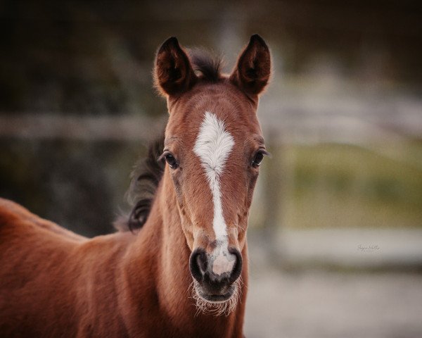 Pferd Baylounah H (Westfale, 2021, von Balous Bellini)