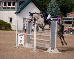 jumper Complete Sweet (Oldenburg show jumper, 2013, from Casino Berlin OLD)