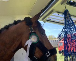 jumper King Kan (Hanoverian, 2016, from Kannan)